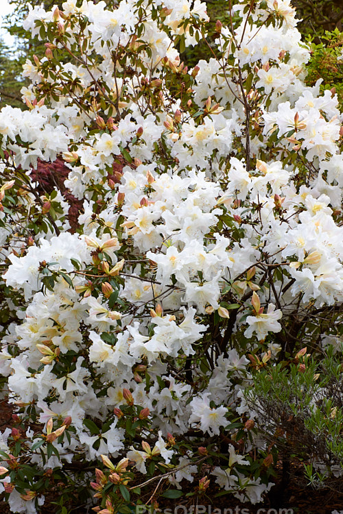 <i>Rhododendron</i> 'Harry Tagg' ('Albescens' x <i>Rhododendron ciliicalyx</i>), a mid-spring-blooming hybrid bred at the Edinburgh Botanic Gardens, Scotland. The flowers are faintly scented. It is often described as a compact plant, but with age it can reach 1.8m tall x over 2m wide. Order: Ericales, Family: Ericaceae