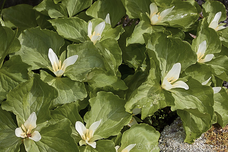 Sessile. Trillium or Toad. Trillium (<i>Trillium sessile</i>), a 10-25cm tall, spring-flowering perennial that occurs in several forms in the eastern United States. In cultivation it is often confused with its western cousin. Trillium chloropetalum. trillium-2304htm'>Trillium. <a href='melanthiaceae-plant-family-photoshtml'>Melanthiaceae</a>.