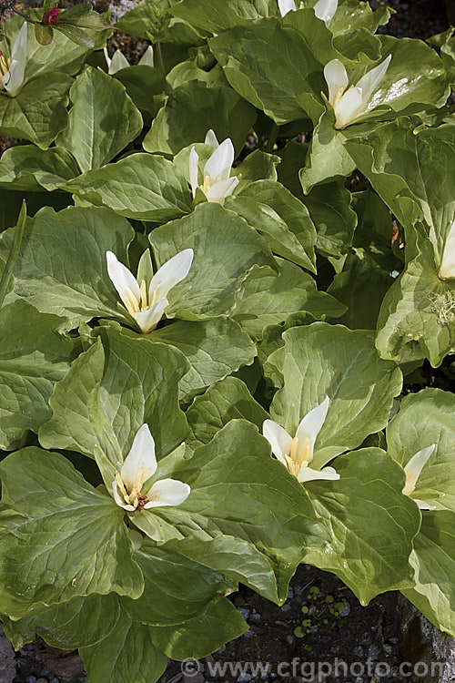 Sessile. Trillium or Toad. Trillium (<i>Trillium sessile</i>), a 10-25cm tall, spring-flowering perennial that occurs in several forms in the eastern United States. In cultivation it is often confused with its western cousin. Trillium chloropetalum. trillium-2304htm'>Trillium. <a href='melanthiaceae-plant-family-photoshtml'>Melanthiaceae</a>.