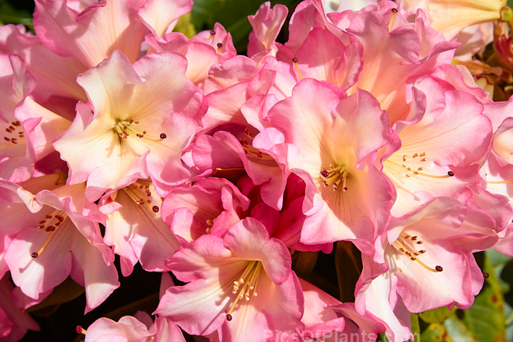 <i>Rhododendron</i> 'Bruce Brechtbill' (sport of 'Unique'), this cultivar has more intensely coloured flowers than its parent but is otherwise very similar with regard to size, flowering season and growth habit, eventually reaching around 1.8m tall x 2m wide. Order: Ericales, Family: Ericaceae