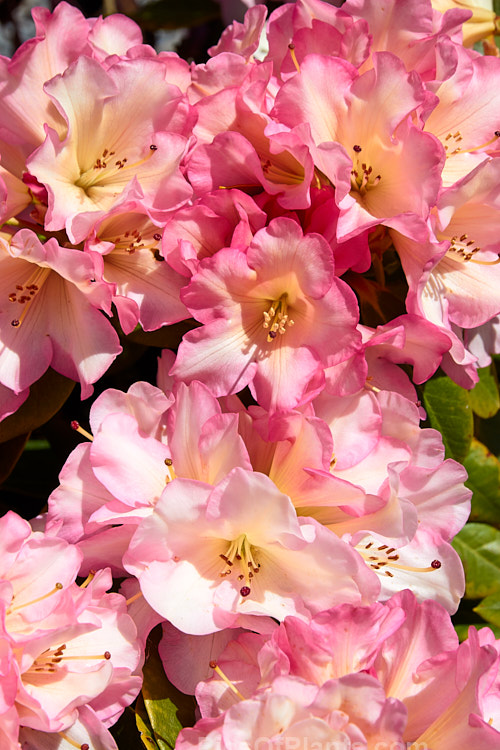 <i>Rhododendron</i> 'Bruce Brechtbill' (sport of 'Unique'), this cultivar has more intensely coloured flowers than its parent but is otherwise very similar with regard to size, flowering season and growth habit, eventually reaching around 1.8m tall x 2m wide. Order: Ericales, Family: Ericaceae