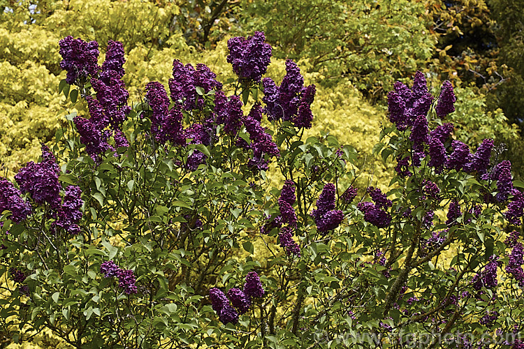 Syringa vulgaris 'Souvenir de Louis Spaeth', a tall, very dark-flowered lilac cultivar raised by Spaeth of Germany in 1883. It grows 5-7m tall and wide, and the spikes of single reddish-purple blooms are strongly scented. Order: Lamiales, Family: Oleaceae