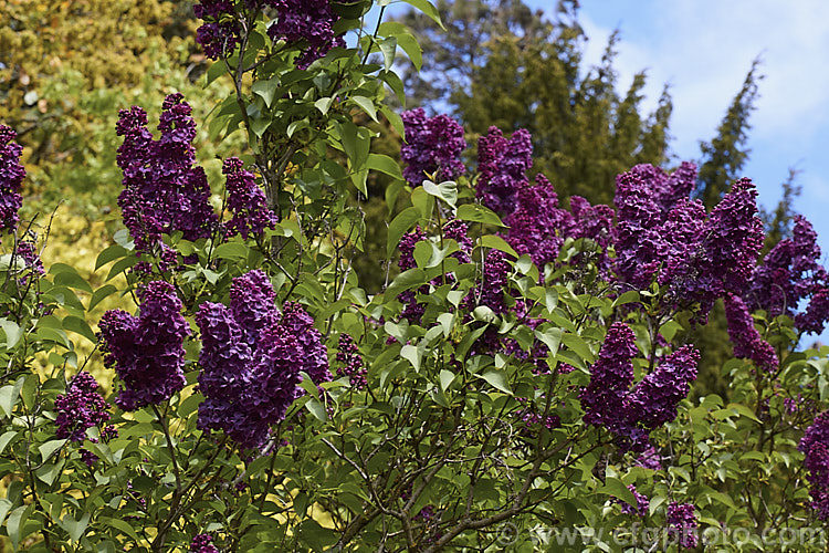 Syringa vulgaris 'Souvenir de Louis Spaeth', a tall, very dark-flowered lilac cultivar raised by Spaeth of Germany in 1883. It grows 5-7m tall and wide, and the spikes of single reddish-purple blooms are strongly scented. Order: Lamiales, Family: Oleaceae