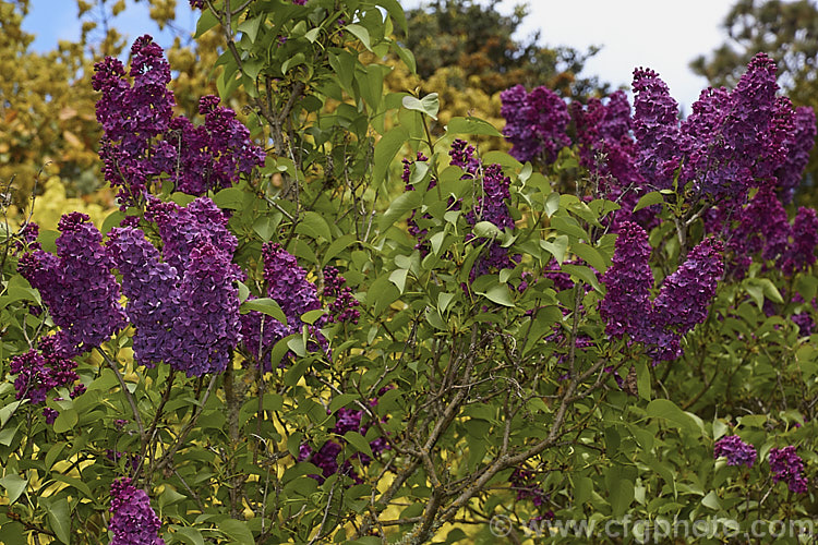 Syringa vulgaris 'Souvenir de Louis Spaeth', a tall, very dark-flowered lilac cultivar raised by Spaeth of Germany in 1883. It grows 5-7m tall and wide, and the spikes of single reddish-purple blooms are strongly scented. Order: Lamiales, Family: Oleaceae