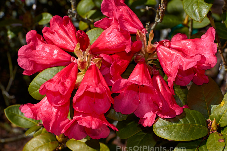 <i>Rhododendron</i> 'Molly Ann' ('Elizabeth' x unnamed hybrid</i>), a compact mounding shrub around 1.2m high and wide, with rounded mid-green leaves and loose trusses of up to 7 waxy, funnel-shaped, pinkish crimson flowers, each up to 5cm wide. It was raised by Freimann of the United States and introduced in 1974. Order: Ericales, Family: Ericaceae