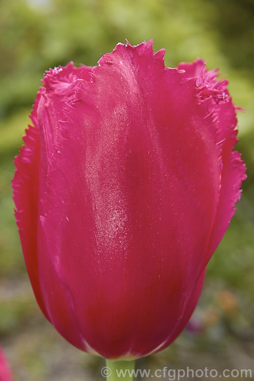 Tulipa 'Burgundy. Lace' (<i>Category 7 x Fringed</i>), a cultivar introduced in 1961. The fringing is quite restrained but is often accented by lighter edging. The large flowers are borne on stems up to 65cm tall Order: Liliales, Family: Liliaceae