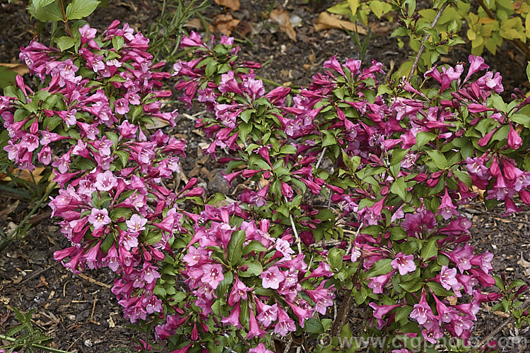 Weigela florida 'Minuet', a dwarf cultivar of a spring-flowering deciduous shrub native to northern China, Japan and Korea. The Canadian-raised 'Minuet' grows to around 1m tall x 15m wide and has dark, slightly purple-tinted foliage. weigela-2307htm'>Weigela. <a href='caprifoliaceae-plant-family-photoshtml'>Caprifoliaceae</a>.