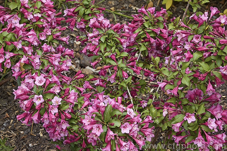 Weigela florida 'Minuet', a dwarf cultivar of a spring-flowering deciduous shrub native to northern China, Japan and Korea. The Canadian-raised 'Minuet' grows to around 1m tall x 15m wide and has dark, slightly purple-tinted foliage. weigela-2307htm'>Weigela. <a href='caprifoliaceae-plant-family-photoshtml'>Caprifoliaceae</a>.