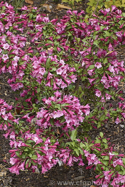 Weigela florida 'Minuet', a dwarf cultivar of a spring-flowering deciduous shrub native to northern China, Japan and Korea. The Canadian-raised 'Minuet' grows to around 1m tall x 15m wide and has dark, slightly purple-tinted foliage. weigela-2307htm'>Weigela. <a href='caprifoliaceae-plant-family-photoshtml'>Caprifoliaceae</a>.