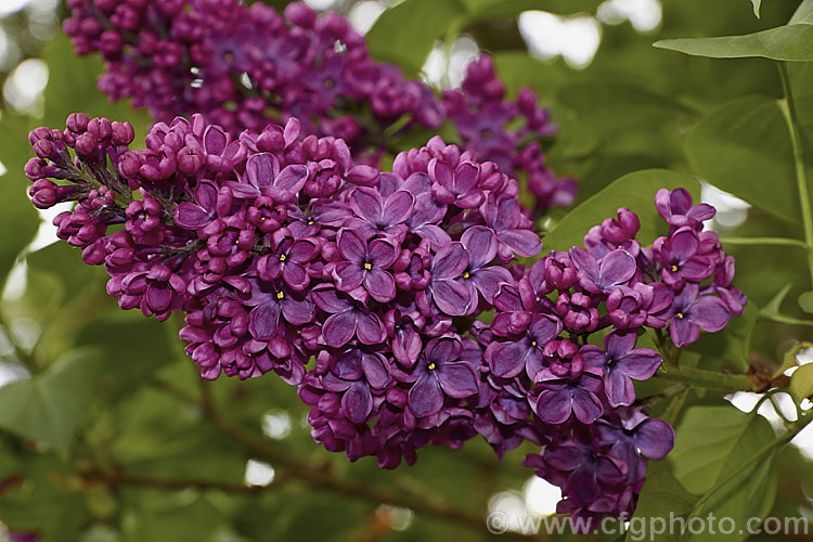 Syringa vulgaris 'Souvenir de Louis Spaeth', a tall, very dark-flowered lilac cultivar raised by Spaeth of Germany in 1883. It grows 5-7m tall and wide, and the spikes of single reddish-purple blooms are strongly scented. Order: Lamiales, Family: Oleaceae
