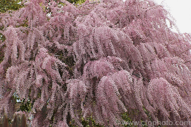 Early Tamarisk (<i>Tamarix parviflora</i>), a large deciduous shrub or small tree native to Europe. Its branches often have an arching habit and the plant can be distinguished from most of the other commonly grown tamarisks in that it flowers on the old wood in spring, rather than on the new growth in summer. tamarix-2300htm'>Tamarix. <a href='tamaricaceae-plant-family-photoshtml'>Tamaricaceae</a>.
