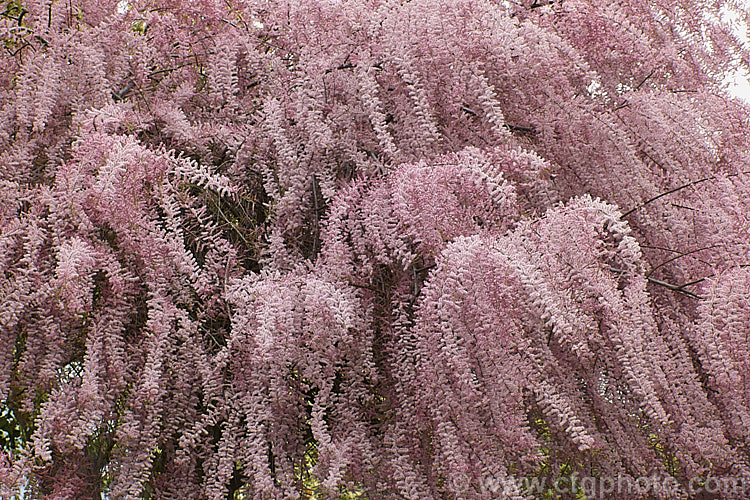 Early Tamarisk (<i>Tamarix parviflora</i>), a large deciduous shrub or small tree native to Europe. Its branches often have an arching habit and the plant can be distinguished from most of the other commonly grown tamarisks in that it flowers on the old wood in spring, rather than on the new growth in summer. tamarix-2300htm'>Tamarix. <a href='tamaricaceae-plant-family-photoshtml'>Tamaricaceae</a>.