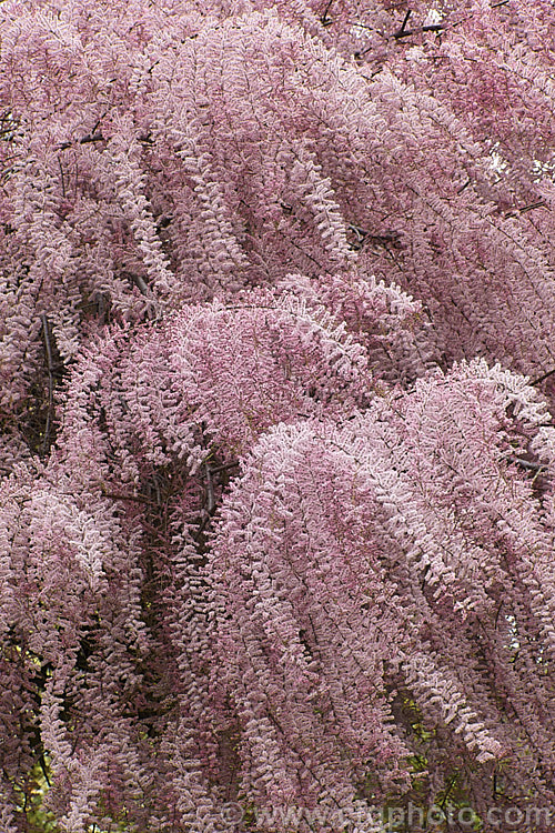 Early Tamarisk (<i>Tamarix parviflora</i>), a large deciduous shrub or small tree native to Europe. Its branches often have an arching habit and the plant can be distinguished from most of the other commonly grown tamarisks in that it flowers on the old wood in spring, rather than on the new growth in summer. tamarix-2300htm'>Tamarix. <a href='tamaricaceae-plant-family-photoshtml'>Tamaricaceae</a>.