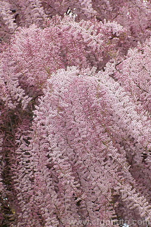 Early Tamarisk (<i>Tamarix parviflora</i>), a large deciduous shrub or small tree native to Europe. Its branches often have an arching habit and the plant can be distinguished from most of the other commonly grown tamarisks in that it flowers on the old wood in spring, rather than on the new growth in summer. tamarix-2300htm'>Tamarix. <a href='tamaricaceae-plant-family-photoshtml'>Tamaricaceae</a>.