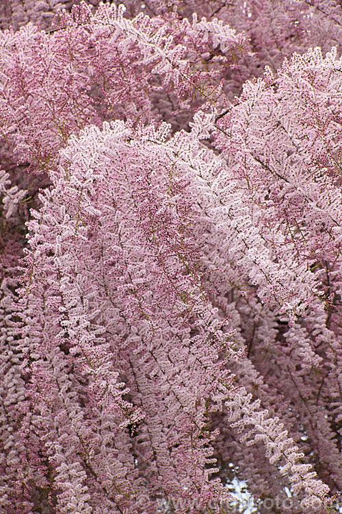Early Tamarisk (<i>Tamarix parviflora</i>), a large deciduous shrub or small tree native to Europe. Its branches often have an arching habit and the plant can be distinguished from most of the other commonly grown tamarisks in that it flowers on the old wood in spring, rather than on the new growth in summer. tamarix-2300htm'>Tamarix. <a href='tamaricaceae-plant-family-photoshtml'>Tamaricaceae</a>.