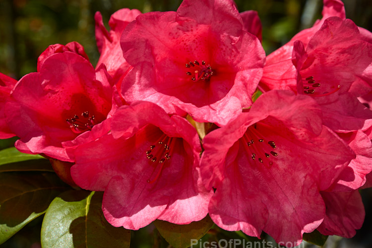 <i>Rhododendron</i> 'Molly Ann' ('Elizabeth' x unnamed hybrid</i>), a compact mounding shrub around 1.2m high and wide, with rounded mid-green leaves and loose trusses of up to 7 waxy, funnel-shaped, pinkish crimson flowers, each up to 5cm wide. It was raised by Freimann of the United States and introduced in 1974. Order: Ericales, Family: Ericaceae