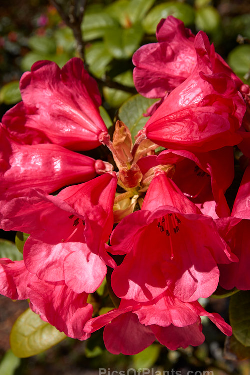 <i>Rhododendron</i> 'Molly Ann' ('Elizabeth' x unnamed hybrid</i>), a compact mounding shrub around 1.2m high and wide, with rounded mid-green leaves and loose trusses of up to 7 waxy, funnel-shaped, pinkish crimson flowers, each up to 5cm wide. It was raised by Freimann of the United States and introduced in 1974. Order: Ericales, Family: Ericaceae