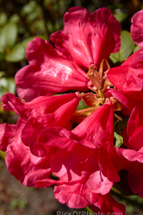 <i>Rhododendron</i> 'Molly Ann' ('Elizabeth' x unnamed hybrid</i>), a compact mounding shrub around 1.2m high and wide, with rounded mid-green leaves and loose trusses of up to 7 waxy, funnel-shaped, pinkish crimson flowers, each up to 5cm wide. It was raised by Freimann of the United States and introduced in 1974. Order: Ericales, Family: Ericaceae