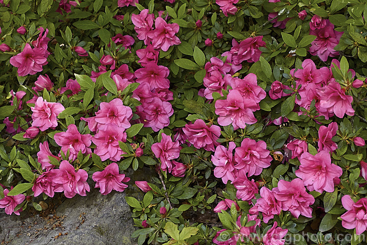 Rhododendron (evergreen azalea</i>) 'Double. Beauty' (double-flowered seedling x 'Vuyk's Scarlet'), a Kaempferi hybrid introduced by van Nes of Holland in 1966. It develops into a low, spreading bush