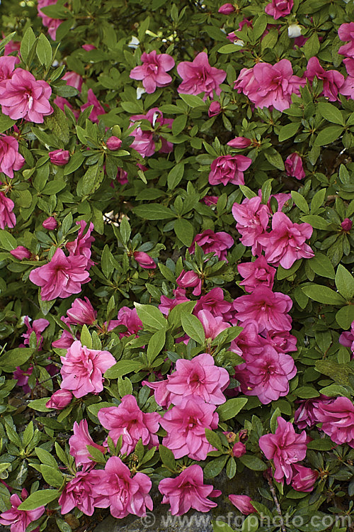 Rhododendron (evergreen azalea</i>) 'Double. Beauty' (double-flowered seedling x 'Vuyk's Scarlet'), a Kaempferi hybrid introduced by van Nes of Holland in 1966. It develops into a low, spreading bush
