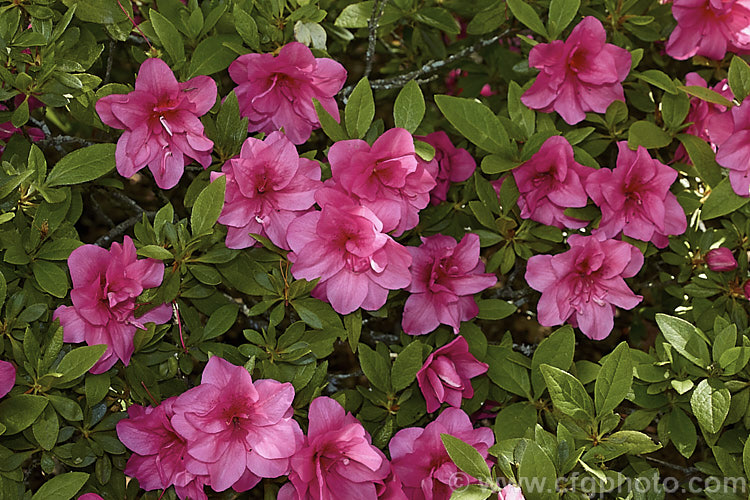 Rhododendron (evergreen azalea</i>) 'Double. Beauty' (double-flowered seedling x 'Vuyk's Scarlet'), a Kaempferi hybrid introduced by van Nes of Holland in 1966. It develops into a low, spreading bush