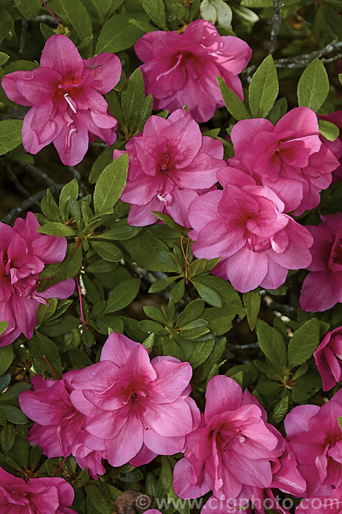 Rhododendron (evergreen azalea</i>) 'Double. Beauty' (double-flowered seedling x 'Vuyk's Scarlet'), a Kaempferi hybrid introduced by van Nes of Holland in 1966. It develops into a low, spreading bush