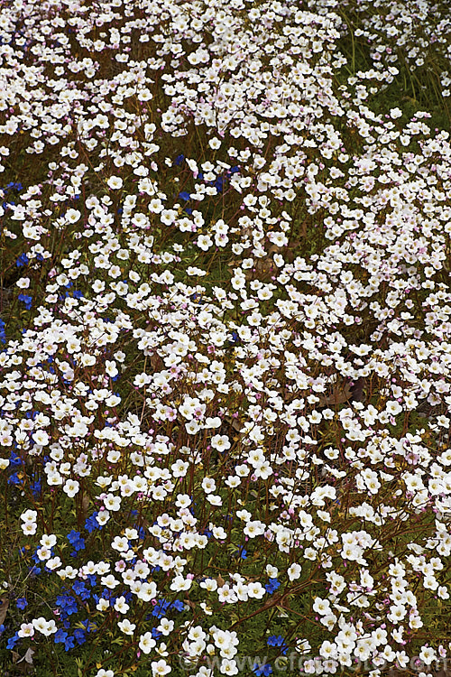 Saxifraga rosacea, a spreading, near evergreen perennial found naturally from northwestern to central Europe. It forms a carpet of small, mossy foliage rosettes. It flowers heavily in spring with small white, pink or red flowers. It hybridises freely with similar species and garden forms are often hybrids. saxifraga-2487htm'>Saxifraga. <a href='saxifragaceae-plant-family-photoshtml'>Saxifragaceae</a>.
