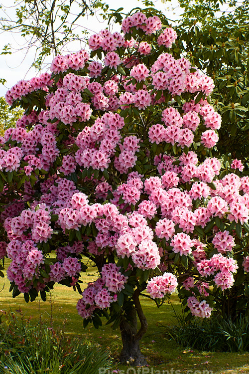 <i>Rhododendron</i> 'Mrs G.W. Leak' ('Coombe Royal' x 'Chevalier Felix de Sauvage'), a 2-4m high shrub raised by Koster of Holland before 1934.The boldly marked flowers are usually abundant and very distinctive with the red flare in the throat. Order: Ericales, Family: Ericaceae