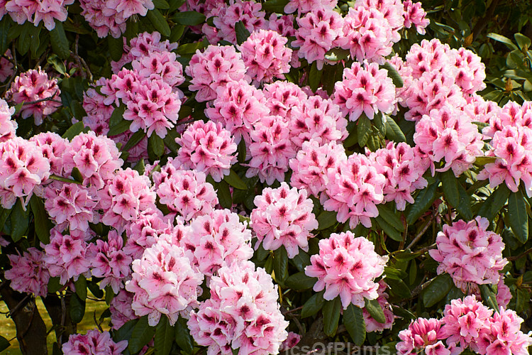 <i>Rhododendron</i> 'Mrs G.W. Leak' ('Coombe Royal' x 'Chevalier Felix de Sauvage'), a 2-4m high shrub raised by Koster of Holland before 1934.The boldly marked flowers are usually abundant and very distinctive with the red flare in the throat. Order: Ericales, Family: Ericaceae