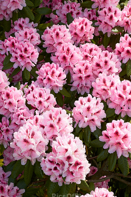 <i>Rhododendron</i> 'Mrs G.W. Leak' ('Coombe Royal' x 'Chevalier Felix de Sauvage'), a 2-4m high shrub raised by Koster of Holland before 1934.The boldly marked flowers are usually abundant and very distinctive with the red flare in the throat. Order: Ericales, Family: Ericaceae
