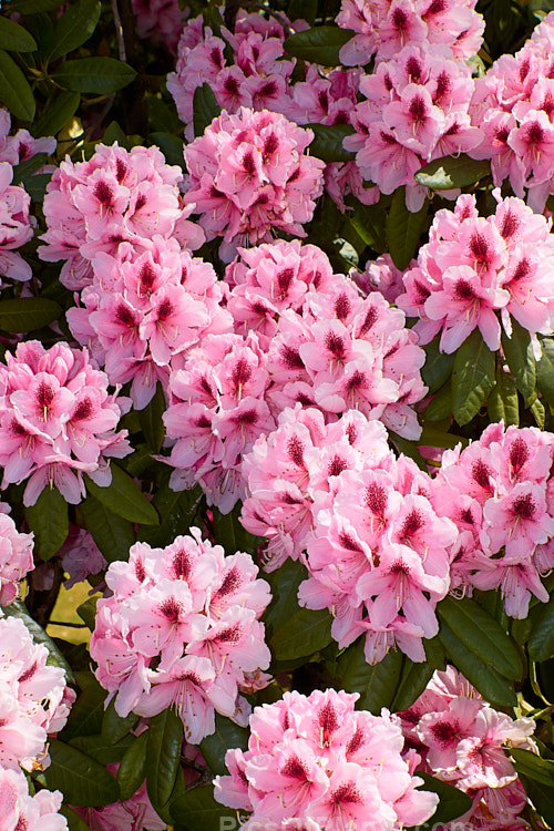 <i>Rhododendron</i> 'Mrs G.W. Leak' ('Coombe Royal' x 'Chevalier Felix de Sauvage'), a 2-4m high shrub raised by Koster of Holland before 1934.The boldly marked flowers are usually abundant and very distinctive with the red flare in the throat. Order: Ericales, Family: Ericaceae