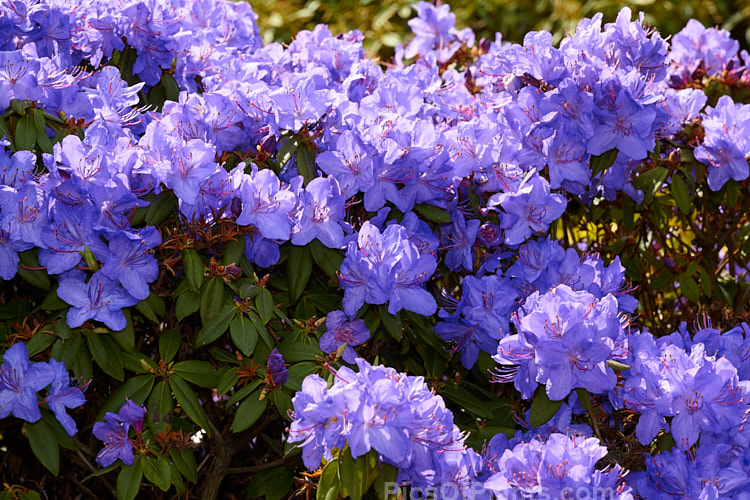 <i>Rhododendron</i> 'Ilam Violet' ('Electra' x <i>Rhododendron russatum</i>), a compact, heavy-flowering, New Zealand-raised hybrid that clearly shows the <i>Rhododendron augustinii</i> heritage of its parent 'Electra'. Order: Ericales, Family: Ericaceae