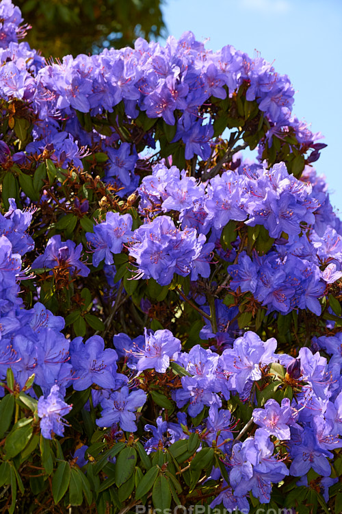 <i>Rhododendron</i> 'Ilam Violet' ('Electra' x <i>Rhododendron russatum</i>), a compact, heavy-flowering, New Zealand-raised hybrid that clearly shows the <i>Rhododendron augustinii</i> heritage of its parent 'Electra'. Order: Ericales, Family: Ericaceae