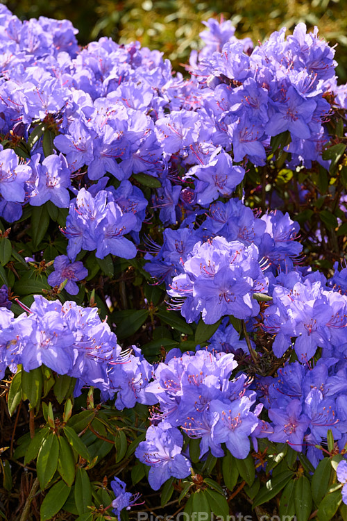 <i>Rhododendron</i> 'Ilam Violet' ('Electra' x <i>Rhododendron russatum</i>), a compact, heavy-flowering, New Zealand-raised hybrid that clearly shows the <i>Rhododendron augustinii</i> heritage of its parent 'Electra'. Order: Ericales, Family: Ericaceae
