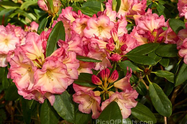 <i>Rhododendron</i> 'Ring of Fire' ('Darigold' x 'Idealist'), a very attractive bicolor-flowered hybrid raised by Thompson of the United States and introduced by Greer in 1984. It has a dense growth habit, eventually reaching around 1.5m high x 1.8m wide. Order: Ericales, Family: Ericaceae