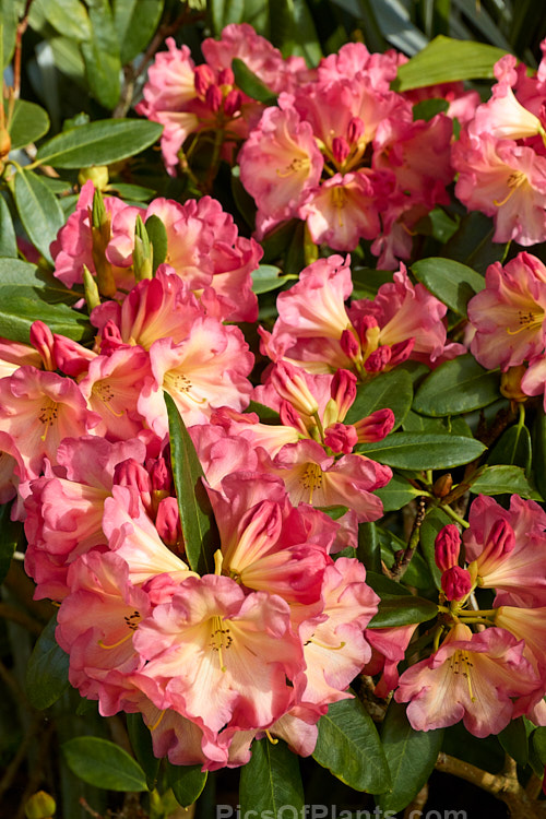 <i>Rhododendron</i> 'Ring of Fire' ('Darigold' x 'Idealist'), a very attractive bicolor-flowered hybrid raised by Thompson of the United States and introduced by Greer in 1984. It has a dense growth habit, eventually reaching around 1.5m high x 1.8m wide. Order: Ericales, Family: Ericaceae