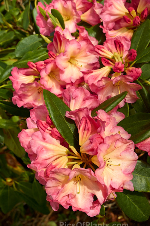 <i>Rhododendron</i> 'Ring of Fire' ('Darigold' x 'Idealist'), a very attractive bicolor-flowered hybrid raised by Thompson of the United States and introduced by Greer in 1984. It has a dense growth habit, eventually reaching around 1.5m high x 1.8m wide. Order: Ericales, Family: Ericaceae