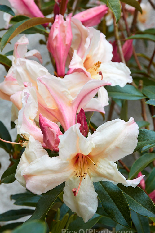 <i>Rhododendron maddenii</i> subsp. <i>maddenii</i> (syn. <i>Rhododendron polyandrum</i>), a Himalayan subspecies of a fragrant flowered, 2m tall, evergreen shrub found from northern India through southern China and Burma to Vietnam. Order: Ericales, Family: Ericaceae