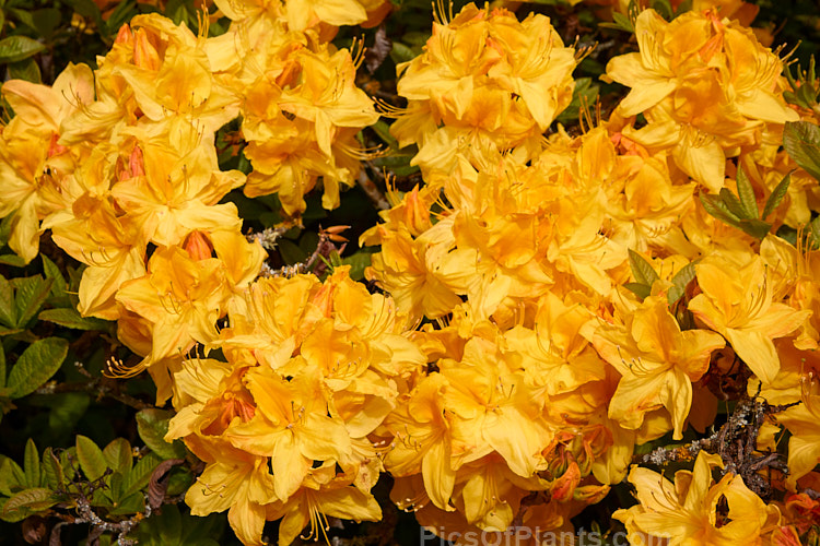 <i>Rhododendron</i> (deciduous azalea</i>) 'Glow', a hybrid of uncertain origin — probably New Zealand-raised 'Glow' is a heavy-flowering bush that bloom in late spring. It will grow to around 1.8m tall x 2m wide. Order: Ericales, Family: Ericaceae