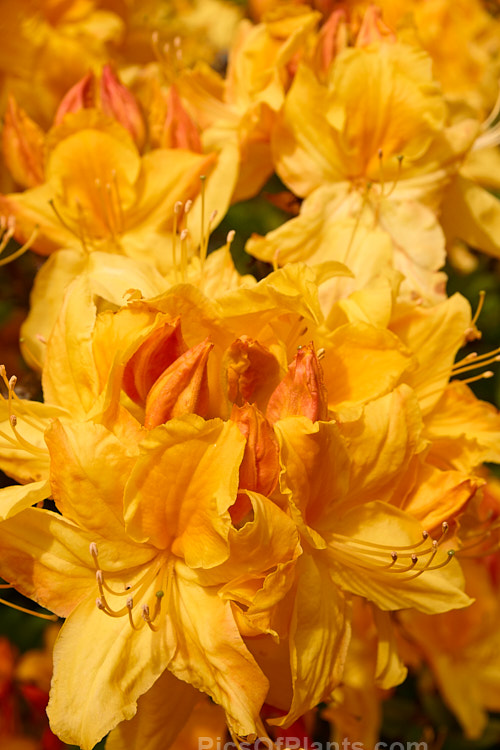<i>Rhododendron</i> (deciduous azalea</i>) 'Glow', a hybrid of uncertain origin — probably New Zealand-raised 'Glow' is a heavy-flowering bush that bloom in late spring. It will grow to around 1.8m tall x 2m wide. Order: Ericales, Family: Ericaceae