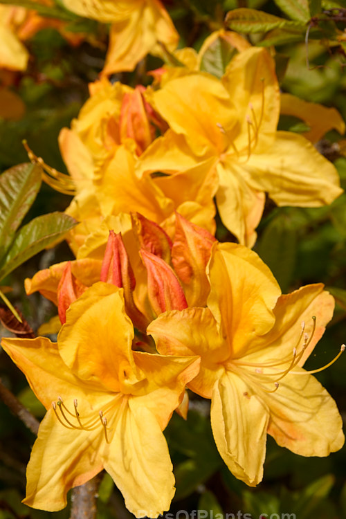 <i>Rhododendron</i> (deciduous azalea</i>) 'Glow', a hybrid of uncertain origin — probably New Zealand-raised 'Glow' is a heavy-flowering bush that bloom in late spring. It will grow to around 1.8m tall x 2m wide. Order: Ericales, Family: Ericaceae