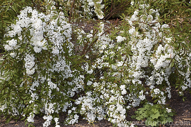 Double-flowered Reeve's Spirea (<i>Spiraea cantoniensis 'Lanceolata' [syn 'Flore Pleno']), a narrow-leaved, double-flowered cultivar of a spring-flowering deciduous shrub native to Japan and nearby part of China. It has a mounding, spreading growth habit with arching branches, eventually growing to around 2m high x over 3m wide. spiraea-3326htm'>Spiraea.