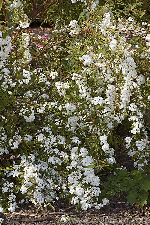 Double-flowered Reeve's Spirea (<i>Spiraea cantoniensis 'Lanceolata' [syn 'Flore Pleno']), a narrow-leaved, double-flowered cultivar of a spring-flowering deciduous shrub native to Japan and nearby part of China. It has a mounding, spreading growth habit with arching branches, eventually growing to around 2m high x over 3m wide. spiraea-3326htm'>Spiraea.