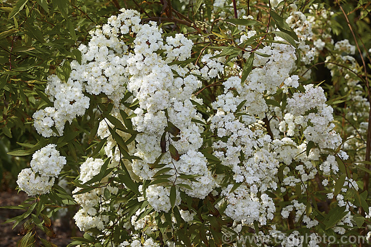 Double-flowered Reeve's Spirea (<i>Spiraea cantoniensis 'Lanceolata' [syn 'Flore Pleno']), a narrow-leaved, double-flowered cultivar of a spring-flowering deciduous shrub native to Japan and nearby part of China. It has a mounding, spreading growth habit with arching branches, eventually growing to around 2m high x over 3m wide. spiraea-3326htm'>Spiraea.