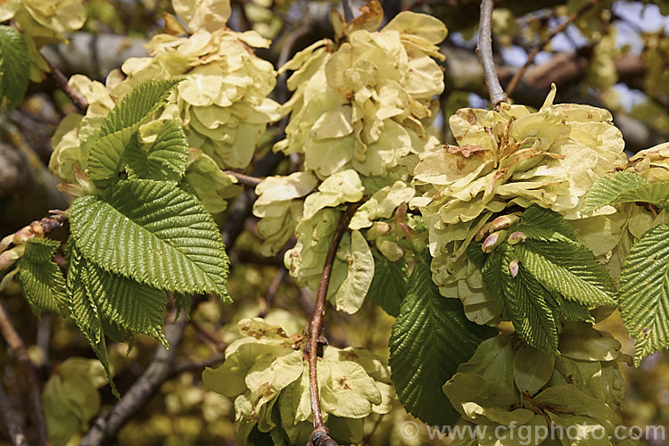 The young foliage and mature, soon to fall samara of the Wych Elm or Scotch Elm (<i>Ulmus glabra</i>), a Eurasian deciduous tree in which the crown forms a dense, spreading canopy of foliage. Order: Rosales, Family: Ulmaceae