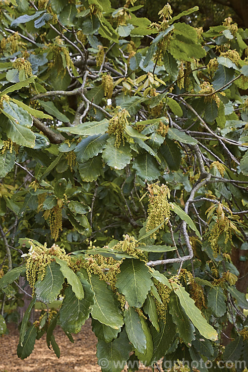 The foliage and flowers of Algerian Oak or Mirbeck's Oak (<i>Quercus canariensis</i>), a deciduous tree that can grow to 40m tall, with thick, deeply fissured bark. Despite the specific epithet, this species come not from the Canaries but. North Africa and the Iberian. Peninsula. It does not lose its foliage until the first hard frosts, develops little or no autumn colour and in mild areas it may be semi-evergreen