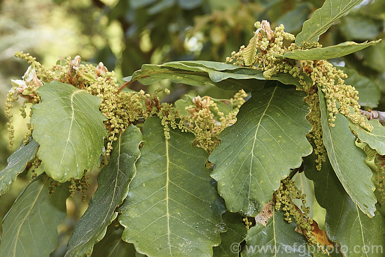 The foliage and flowers of Algerian Oak or Mirbeck's Oak (<i>Quercus canariensis</i>), a deciduous tree that can grow to 40m tall, with thick, deeply fissured bark. Despite the specific epithet, this species come not from the Canaries but. North Africa and the Iberian. Peninsula. It does not lose its foliage until the first hard frosts, develops little or no autumn colour and in mild areas it may be semi-evergreen