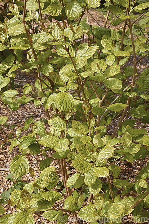 The spring foliage and flower buds of Chinese Sweetshrub (<i>Sinocalycanthus chinensis [syns. Sinocalycanthus sinensis, Calycanthus chinensis]), a deciduous shrub that grows to around 3m tall Its beautiful, small, camellia-like pale pink flowers open from late spring. It is native to eastern China and is now rare in the wild. sinocalycanthus-3311htm'>Sinocalycanthus. <a href='calycanthaceae-plant-family-photoshtml'>Calycanthaceae</a>.