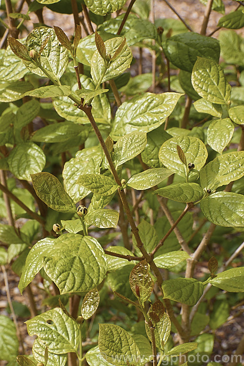 The spring foliage and flower buds of Chinese Sweetshrub (<i>Sinocalycanthus chinensis [syns. Sinocalycanthus sinensis, Calycanthus chinensis]), a deciduous shrub that grows to around 3m tall Its beautiful, small, camellia-like pale pink flowers open from late spring. It is native to eastern China and is now rare in the wild. sinocalycanthus-3311htm'>Sinocalycanthus. <a href='calycanthaceae-plant-family-photoshtml'>Calycanthaceae</a>.