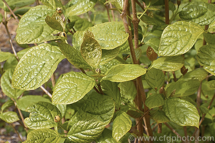 The spring foliage and flower buds of Chinese Sweetshrub (<i>Sinocalycanthus chinensis [syns. Sinocalycanthus sinensis, Calycanthus chinensis]), a deciduous shrub that grows to around 3m tall Its beautiful, small, camellia-like pale pink flowers open from late spring. It is native to eastern China and is now rare in the wild. sinocalycanthus-3311htm'>Sinocalycanthus. <a href='calycanthaceae-plant-family-photoshtml'>Calycanthaceae</a>.